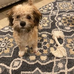 Havanese All Grown Up from Petersheim Puppies