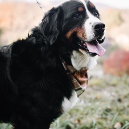 Ty - Bernese Mountain Dog