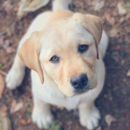 Labrador Retrievers from Onyahsa Kennels