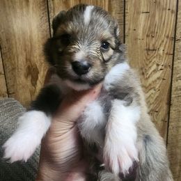 Danny - Sable and white male Shetland Sheepdog puppy in Weedsport, New York from M&M Shelties and Smooch-A-Bulls English Bulldogs