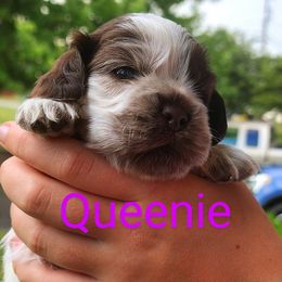 AKC Queen (Queenie) of Hearts - Brown roan female Cocker Spaniel puppy in Morristown, Tennessee from Down in the Holler