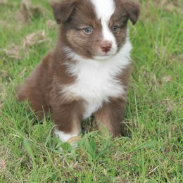 Han - Red tri male Toy Australian Shepherd puppy in Bogata, Texas from Maple Creek Run