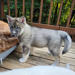 5 Red - Agouti and white male Siberian Husky puppy in Dane, Wisconsin from Sunny Hurricane Siberians