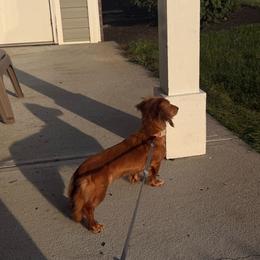 Dachshund puppies from Gabriela's Dachshunds