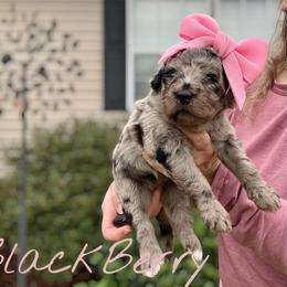 Blackberry Pie - Merle female Goldendoodle puppy in Mocksville, North Carolina from Little Bear Doodles