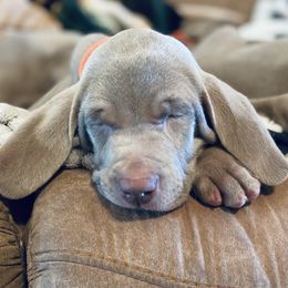 Weimaraner Puppies from K&K Weimaraners