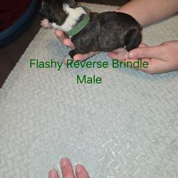 Green collar - Brindle male Boxer puppy in Mount Zion, Illinois from Foulk's Boxer Puppies