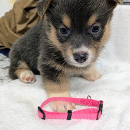 Girl 3 - Blue female Pembroke Welsh Corgi puppy in Lufkin, Texas from Wartooth Cowdogs