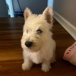 Cooper - Wheaten male Scottish Terrier puppy in Chattanooga, Tennessee from Oodles of Cuties!