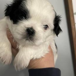 Shih Tzus from Darla’s Furever Shih Tzu