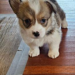 Jack - Red male Pembroke Welsh Corgi puppy in Walnut, Iowa from Michelle's House of Corgi's