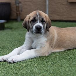 Anatolian Shepherd Dog Puppies from Fiddler’s Dream Anatolians