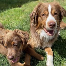 Miniature Australian Shepherds and Toy Australian Shepherds from Northern Roots Aussies