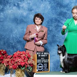 Chinese Cresteds and Poodles from Sommer Standards & Chinese Cresteds