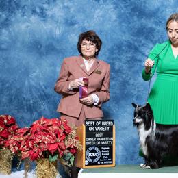 Chinese Cresteds and Poodles from Sommer Standards & Chinese Cresteds