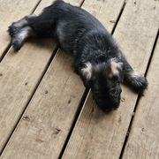 Standard Schnauzer Puppies from Moon Flower Farm