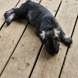 Standard Schnauzer Puppies from Moon Flower Farm