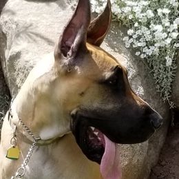 RILEY  - Great Dane