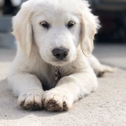 Golden Retriever and Goldendoodle Puppies from Utah Goldens