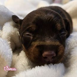 Girl 1 - Venus - Dachshund puppy from Rockindachs