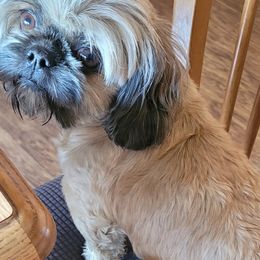 Shih Tzus from Tayson's AKC Shih Tzus