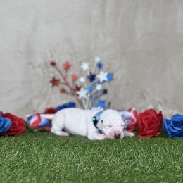 Oatmeal - White and liver brown male Dalmatian puppy in Fort Worth, Texas from Xzayvius Stitt