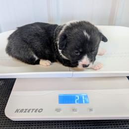 Giblet - Brindle and white male Cardigan Welsh Corgi puppy in Hotchkiss, Colorado from Bell S Ranch
