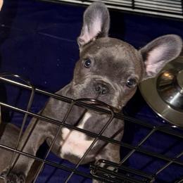 Moon - Blue female French Bulldog puppy in Chesapeake, Virginia from Pardon My Frenchies