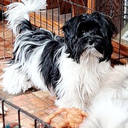 Ruger - Black tan and white male Biewer Terrier puppy in Lynchburg, Virginia from Kilmaren Cavaliers and Born in the USA Biewer Terriers