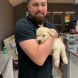 Goldendoodle Puppies from Labradoodleday