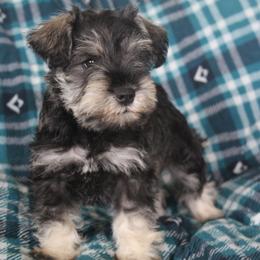 Sterling - Salt and pepper male Miniature Schnauzer puppy in Richardton, North Dakota from Crooked Tree Ranch
