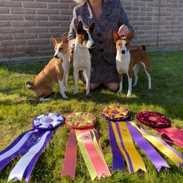 Basenji and Italian Greyhound All Grown Up from Khani's Basenjis and Italian Greyhounds