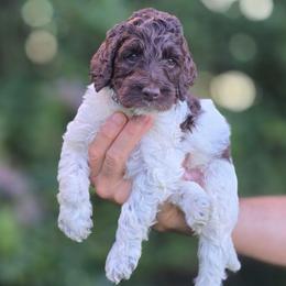 Blue Collar boy (Levi) - Parti male Labradoodle puppy in Granite Falls, North Carolina from Carolina Goldendoodles
