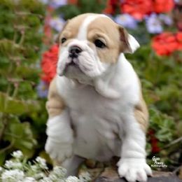 Bulldog and Collie Puppies from Lakewinds Collies & Bulldogs