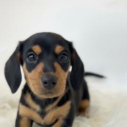 Dachshund Puppies from Draggin' Azz Ranch