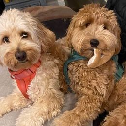 Bernedoodles and Goldendoodles from Heather Mccluney