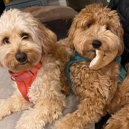 Bernedoodles and Goldendoodles from Heather Mccluney