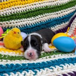 CASH - Black and tan male Pembroke Welsh Corgi puppy in Ritzville, Washington from Sapphire Iris Corgis