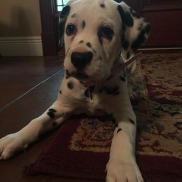 Dalmatian Puppies from River Bend Barkery