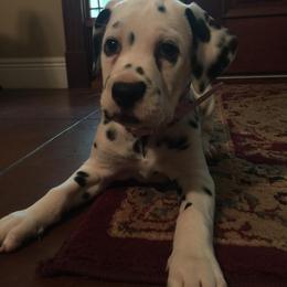 Dalmatian Puppies from River Bend Barkery