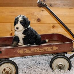 Wren - Tri-color female Bernedoodle puppy in Springfield, Missouri from Doodle Dandy Bernedoodles