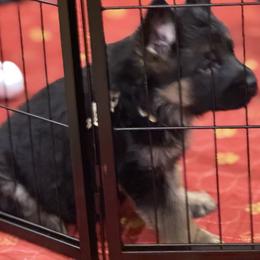 Cream collar Girl - Black and red female German Shepherd puppy in Wyoming, Michigan from Big Jones Kennels
