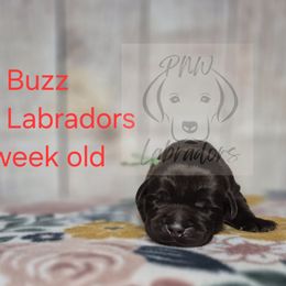 Buzz - Chocolate male Labrador Retriever puppy in Rogue River, Oregon from PNW Labradors