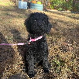 Sardine - Black female Poodle puppy in Troy, New Hampshire from SP Standard Poodles