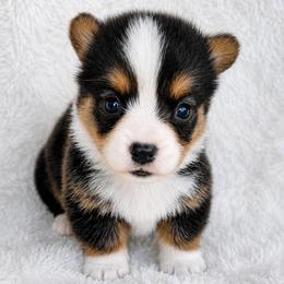 Willie - Black and tan male Pembroke Welsh Corgi puppy in Beggs, Oklahoma from Blue Diamond Corgi’s