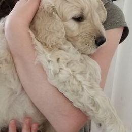 Bernedoodle and Goldendoodle Puppies from Cookies and Cream Doodles