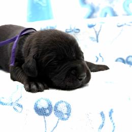 Purple - Black male Labrador Retriever puppy in Heath Springs, South Carolina from Rich Hill Retrievers