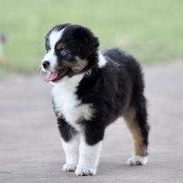 Gunther - Black tri male Toy Australian Shepherd puppy in Wichita Falls, Texas from Shooting Stars Ranch Toy and Mini Aussies