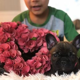 Pink collared girl - Fawn French Bulldog puppy in Berea, Kentucky from Bully Life Farms