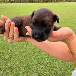 Spider-Man - Wheaten male Soft Coated Wheaten Terrier puppy in Illinois from Sarabeth's Friendly Pups